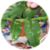 Phòng trừ sâu bệnh cho lan