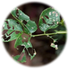 Phòng trừ sâu bệnh hoa hồng