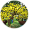 Phục hồi mai